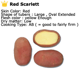 Red Scarlett potatoes - skin color is red, dry matter is low, cooking type is AB