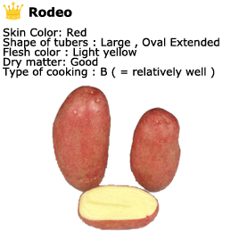Rodeo potatoes - skin color is red, shape of tubers is large, oval extended, flesh color is light yellow